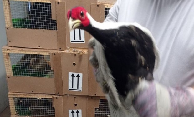 Митничари от София предотвратиха износ на фазани от защитен вид