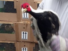 Митничари от София предотвратиха износ на фазани от защитен вид