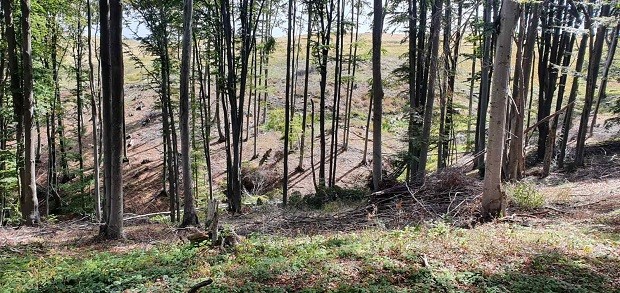Предотвратиха сеч в буферна зона, общинска горска територия, в землището на Копривщица