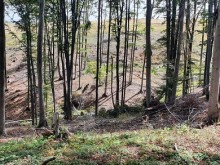 Предотвратиха сеч на гора