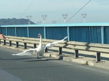 Лебед се разходи по Аспаруховия мост във Варна и предизвика за кратко задръстване