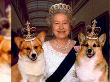След смъртта на кралица Елизабет цената на кучетата корги достигна рекорд