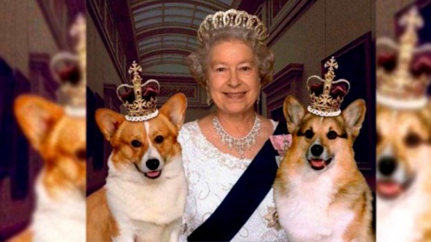 Кучетата от породата корги които кралица Елизабет II обожаваше достигнаха