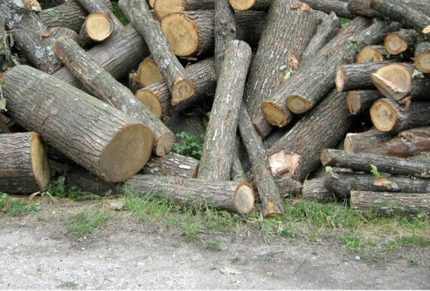 За нова измама с дърва за огрев предупреждават кметове на