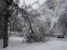 Стотици паднали клони и дървета из целия град
