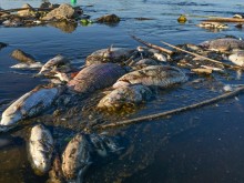 Токсични водорасли са причина за смъртта на близо 250 тона риба в река в Полша