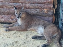 Нов вид животни пристигат в зоологическата градина в Бургас