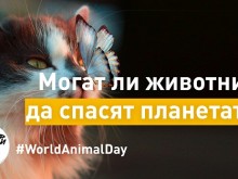 "Споделена планета" - 97 години Световен ден за защита на животните
