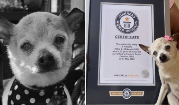 Най старото куче в света почина на 22 години съобщи АФП