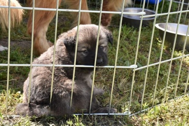 </TD
>За нехуманно отношение към кучетата в пловдивския приют за бездомни животни