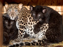 Черни пантери и леопард са най-новите обитатели на старозагорския зоопарк