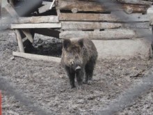 Лоша новина за някои авджии