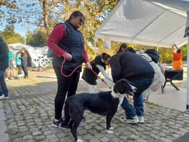 TD Кампания за осиновяване на обитател от приюта за безстопанствени кучета