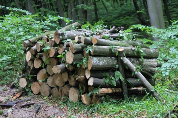 Bloomberg: Недостигът на газ повиши рязко търсенето на дърва в Европа