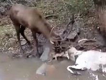 ���������� ������: ������ ������� ���������� ����, �������� � ����� ��������
