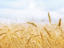 Има ли опасност сделката между Украйна и Русия за износ на зърно да се провали