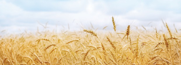 Подкрепената от ООН сделка за зърно, която позволи на Украйна