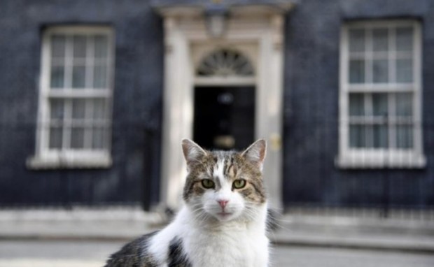 Премиерският котарак Лари нападна и прогони лисица в Лондон.Дългогодишният четириног