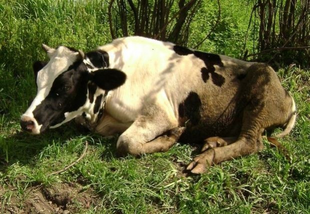 Разследват за проявена жестокост към крава в Ардино