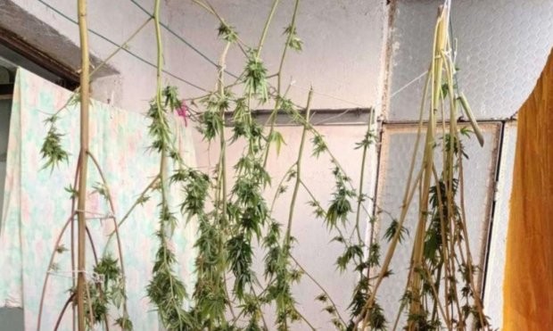 Полицаи са установили растения канабис в жилището на мъж в Русе, съобщиха от МВР. В