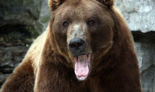 15 нападения от мечки са регистрирани в Смолянско за месец.