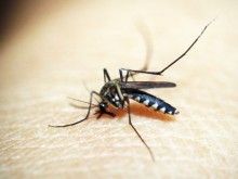 Общо 205 души са заразени със западнонилска треска в Сърбия