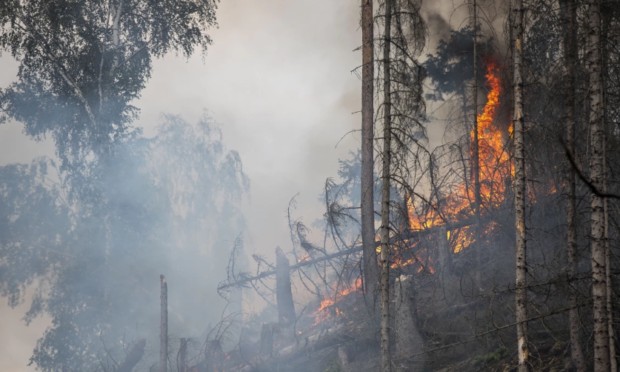 Пожарът между варненските села Бенковски и Здравец община Аврен отново