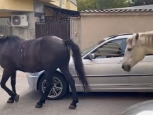 Такива гледки се срещат в "Люлин", столичани са в потрес: Екзотика!