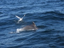 Започнаха проучвания на два вида риба и делфини във Варненския залив и Калиакра
