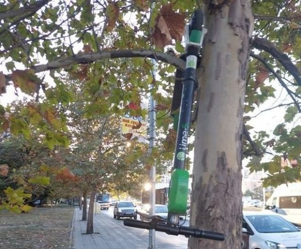 TD Тротинетка кацна на дърво в Пловдив видя репортер на Plovdiv24 bg