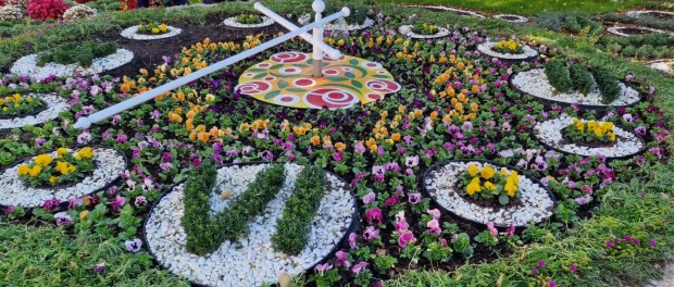 Около 17 000 броя теменужки "Виола" красят цветните алеи в Казанлък