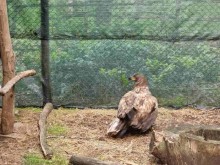 РИОСВ-Варна и общинският център за защита на животните в Добрич пуснаха в природата морски орел