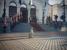 Звездата на парламента: Учител по история възпя кучето, което посрещна депутатите
