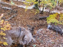 Кучето Рошко откри нов извор край Дедово