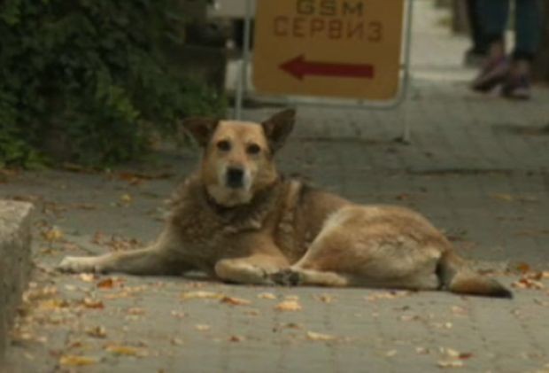 Задълбочава се проблемът с бездомните и агресивни кучета в Благоевград.Само