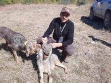 Войната в Родопите с най-опасния хищник у нас започна