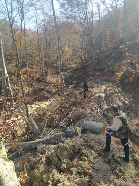 Служители по горите спряха сечта в горски територии в землището на с. Огоя