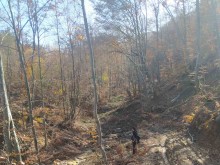 Служители по горите спряха сечта в горски територии в землището на с. Огоя