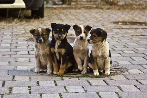 Над 500 бездомни кучета са кастрирани от началото на годината в община Враца
