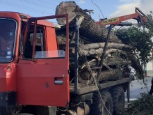 Горски инспектори задържаха незаконно добити дърва край Сапарева баня