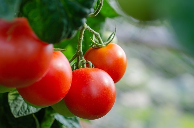 Много хора си мислят че доматът е зеленчук често го