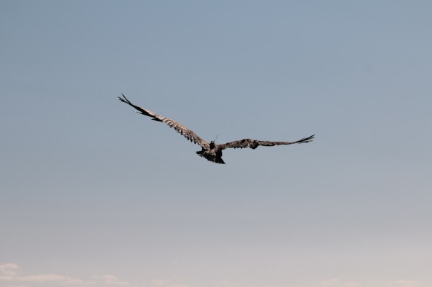 Експерти следят чрез сателитен предавател живота на морски орел в Добруджа