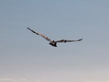 Експерти следят чрез сателитен предавател живота на морски орел в Добруджа