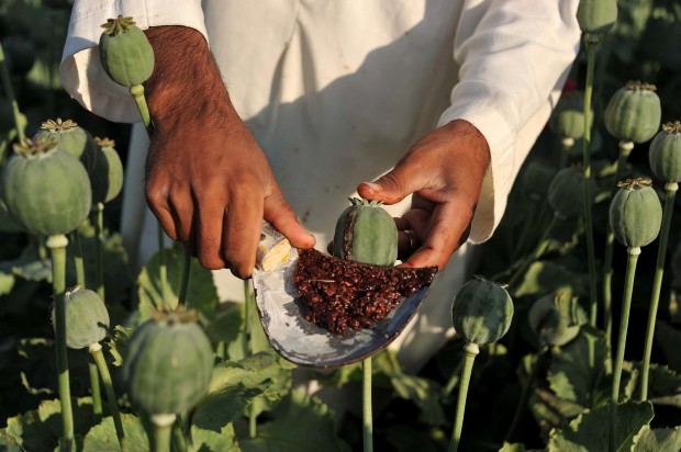 ООН: Производството на опиум в Афганистан се е увеличило с 32% след поемането на властта от талибаните