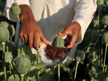 ООН: Производството на опиум в Афганистан се е увеличило с 32% след поемането на властта от талибаните
