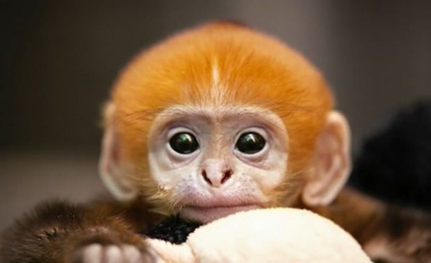 Рядко животно се роди в зоопарк в Съединените щати Бебето
