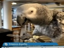 80-годишен папагал яде дзадзики и сервира алкохол на туристите в Крит