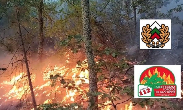 Четвърти ден горски, пожарникари и доброволци гасят пожара на границата с Гърция