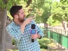 Папагал открадна слушалката на репортер