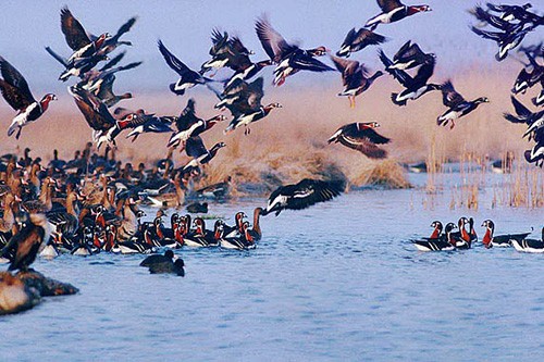 Организират онлайн фотоконкурс "Шабла и птиците" за любителски снимки